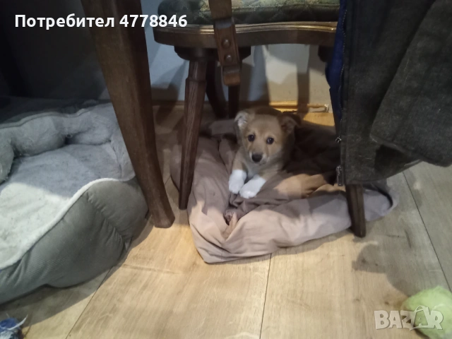  Уелско Корги , снимка 6 - Други - 53990719