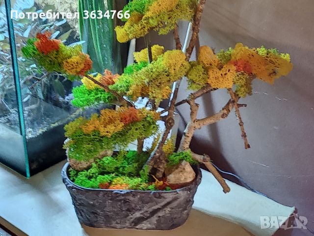 Продавам изкуствен бонзай "Есен", снимка 2 - Декорация за дома - 45890079