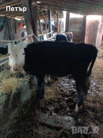 Продавам телета, снимка 2 - Крави - 53816272
