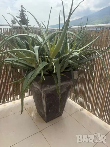 Растение ЮКА, кактус, алое вера, палма , снимка 5 - Стайни растения - 50024218