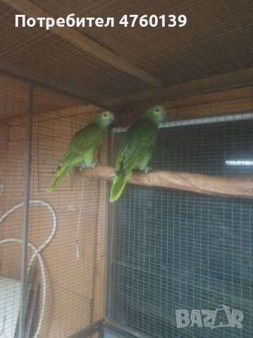 синьо чела Амазона двойка