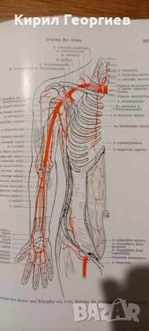 Grundlagen der Anatomie (Основи на анатомията ), снимка 3 - Учебници, учебни тетрадки - 45746261