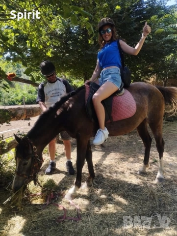 Ездитна арабска шагия Флика, снимка 9 - Коне - 51948635