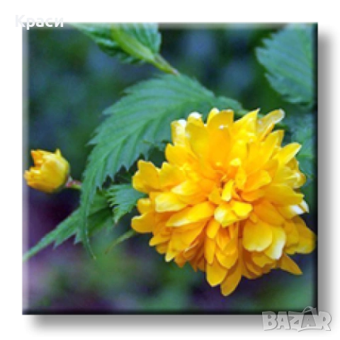 Керия, снимка 3 - Градински цветя и растения - 53970875