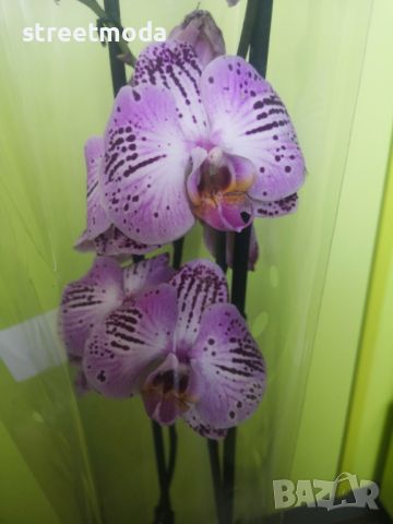 Орхидеи Феленопсис 5бр, снимка 1