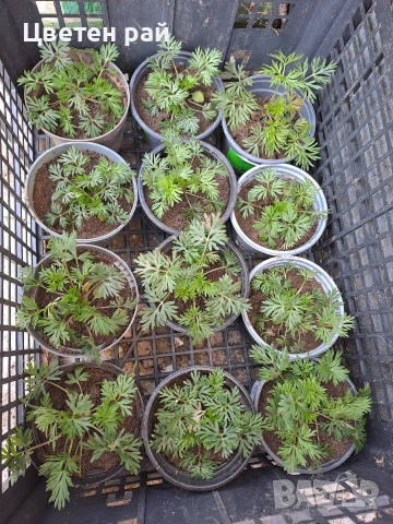Разсад Ралица в саксия 2€брой саксия , снимка 7 - Градински цветя и растения - 53759430