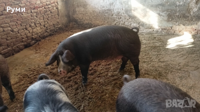 Продавам прасета за клане