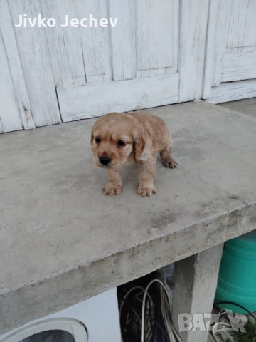 Кокер Шпаньол , снимка 6 - Кокер шпаньол - 53759516