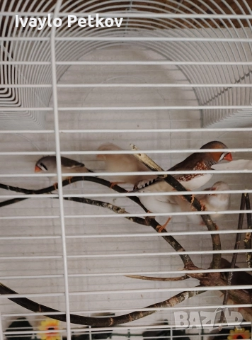 Зеброви амадини, снимка 2 - Амадини - 52889718