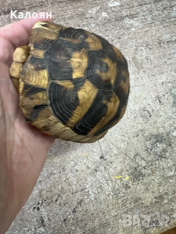 Костенурка черупка , снимка 13 - Други ценни предмети - 50871785