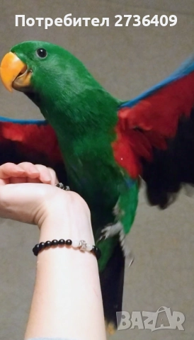 Папагал еклектус , снимка 3 - Папагали - 52723213
