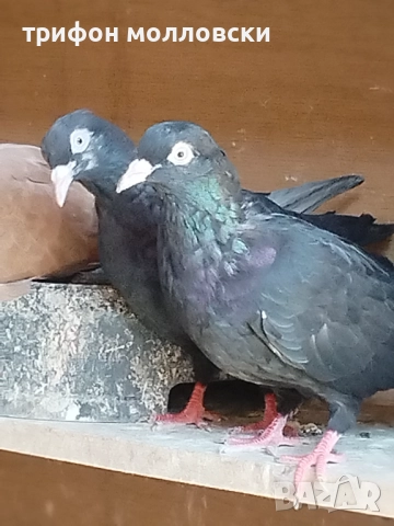 Гълъби на глас и въртене , снимка 9 - Гълъби - 51800997