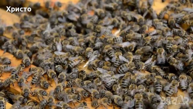 Продавам 40 бр презимували пчелни отводки Лангструд, снимка 1 - За пчели - 45587198