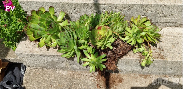Sempervivum / семпервивум / алпийска роза / кактус / сукулент, снимка 3 - Градински цветя и растения - 50949209
