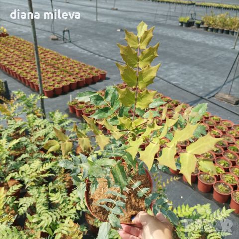 Махония, Mahonia japonica , снимка 12 - Градински цветя и растения - 46368350
