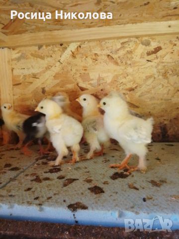 Продаваме пуки,зайци,малки пиленца, снимка 4 - Кокошки и пуйки - 46152515
