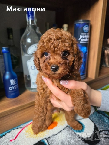 Продавам Той Пудел, снимка 3 - Пудели - 54016922