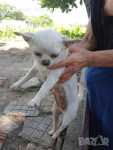 Продавам женска мини чихуахуа, снимка 2 - Чихуахуа - 52121822