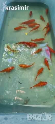 Езерни рибки комети, снимка 2 - Рибки - 51955813