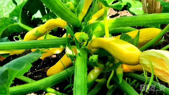 ПРОИЗВЕЖДАМ ОРГАНИЧЕН ДЪРВЕН ОЦЕТ (Organic Wood Vinegar) - ТОР ЗА НАТОРЯВАНЕ НА РАСТЕНИЯТА, снимка 2 - Тор и почвени смеси - 51989118