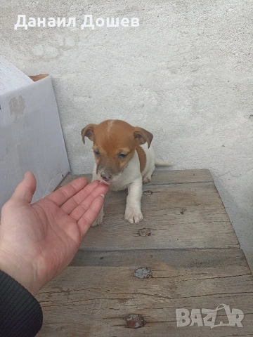 продавам Джак ръселчета, снимка 3 - Джак ръсел териер - 53485040