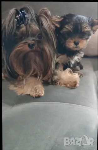 Йоркширски териер , снимка 3 - Йоркширски териер - 47795380