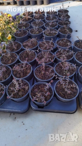 Червена Американска Боровинка, снимка 6 - Градински цветя и растения - 53646161