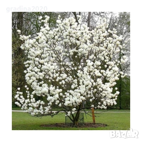 Магнолия Леней Алба -  Lenei Alba, снимка 4 - Разсади - 52633619