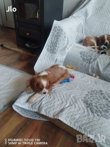 Кавалер кинг чарлз шпаньол , снимка 6 - Кавалер кинг чарлз шпаньол - 52411727