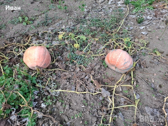 тикви , снимка 4 - Домашни продукти - 52223419