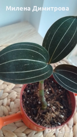 Лудизия Скъпоценна орхидея - Ludisia Discolor, снимка 13 - Стайни растения - 51258525