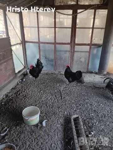 Петли на девет месеца Австралорп 0899847173, снимка 3 - Кокошки и пуйки - 53732739