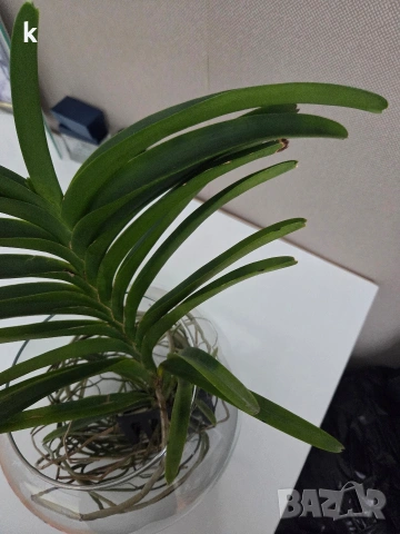 ванда , снимка 5 - Стайни растения - 53896166