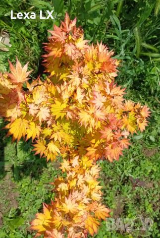Японски клен,ацер Катсура\Acer palmatum Katsura, снимка 1 - Градински цветя и растения - 45846242