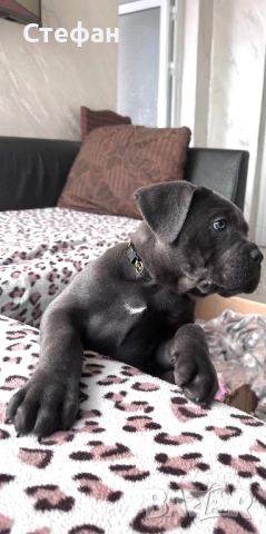 Продавам Кане Корсо