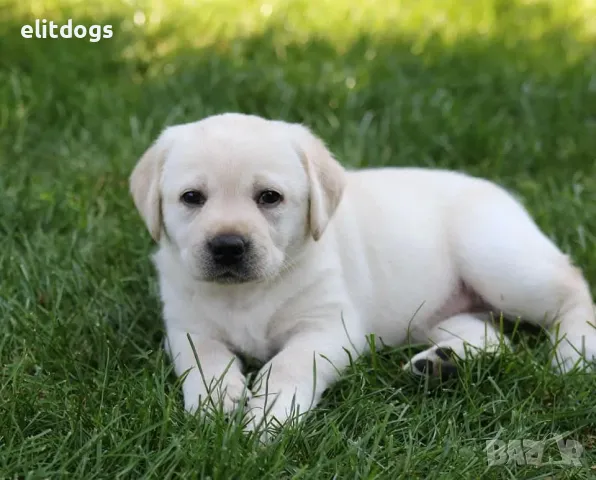 Лабрадор, снимка 4 - Лабрадор ретривър - 42930748