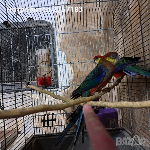 продавам жълтобуза розела 2 мъжки 1 женска, снимка 5 - Папагали - 52938568