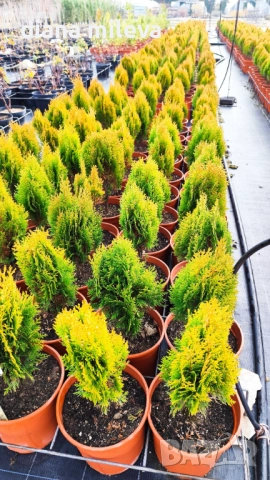 Източната туя Ауреа Нана, Thuja orientalis ‘Aurea Nana’, снимка 10 - Градински цветя и растения - 46569102