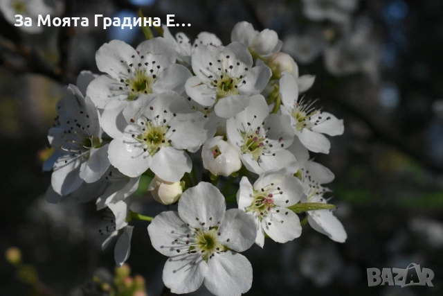 Азиатска круша - Наши, снимка 8 - Градински цветя и растения - 53618692