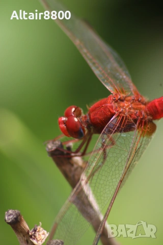 Sigma 70-300mm f/4.5-5.6 DG Macro обектив Канон, снимка 10 - Обективи и филтри - 53014456