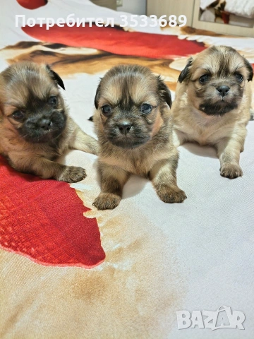 Продавам малки пекита, снимка 9 - Пекинез - 53537838