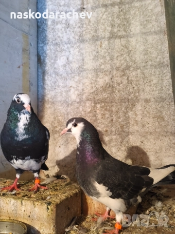 Гълъби на въртене - преметачи различни цветове, т.нар. поморийски ролери , снимка 5 - Гълъби - 52409994