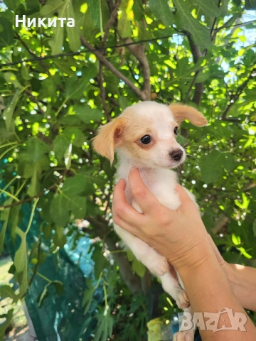 пинчер, снимка 1