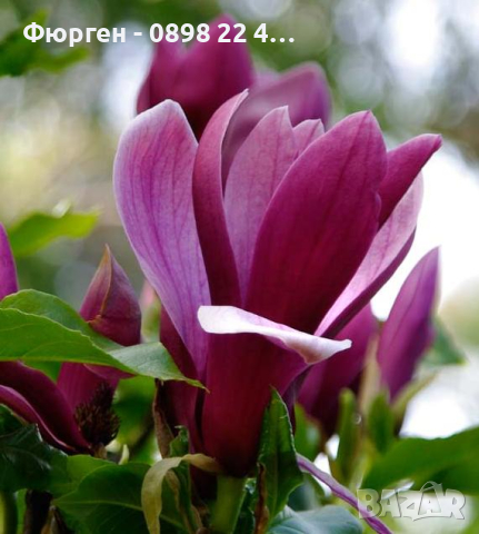 Магнолия нигра - Magnolia Liliiflora Nigra, снимка 6 - Разсади - 44961952