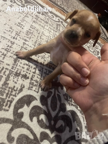 Пинчери, снимка 7 - Пинчер - 52482012