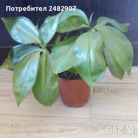 Красиво стайно растение, снимка 6 - Стайни растения - 52421391