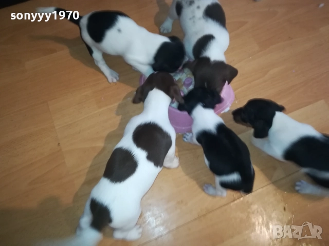 ДЖАК РЪСЕЛ-250ЛВ ЗА КУЧЕНЦЕ 1909250859, снимка 9 - Джак ръсел териер - 51764637