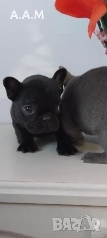 Черна  френска принцеса, снимка 10 - Френски булдог - 54112649