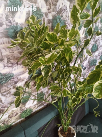 Голяма еуфобрия педилантус, снимка 2 - Стайни растения - 53958057