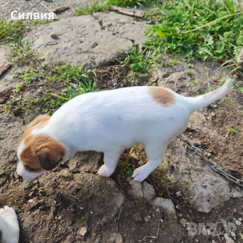 Джак Ръсел женско кученце , снимка 2 - Джак ръсел териер - 52824317